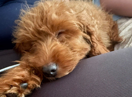 Male Cavapoo