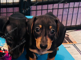 Beautiful cut little smooth coat dachshund puppies