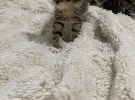 6 weeks old !! 5 beautiful!! British  Shorhair x kittens