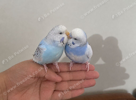 Three Exotic Tame & Hand-Reared Budgies