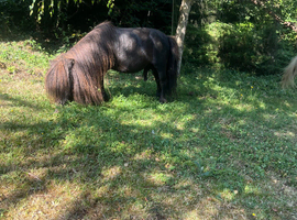 Registered Shetland stallion