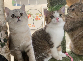 Full Pedigree British shorthair Kittens