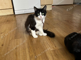 Cat for sale