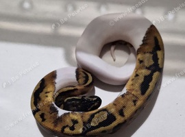 Pied Royal pythons