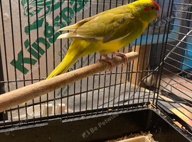 Male kakariki