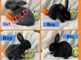 Baby Rex cross rabbits