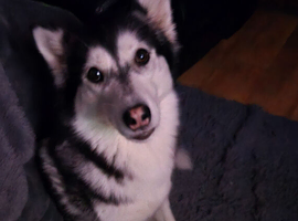 Storm siberian husky