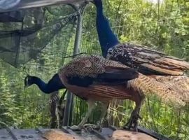 Peacock