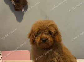 Toy Poodle