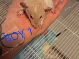 Baby male dumbo rats