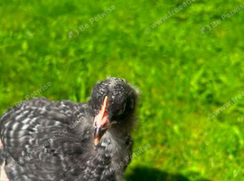 Chickens