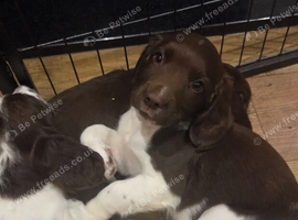 Springer Spaniel Puppies
