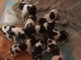 English springer spaniel puppies
