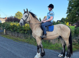 16.2h dun cob