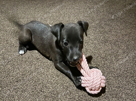 Patterdale x Lakeland Terriers