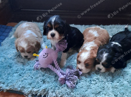 Cavalier king charles puppies