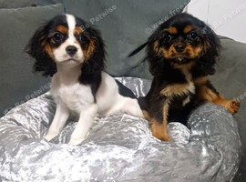 Beautiful cavalier girls