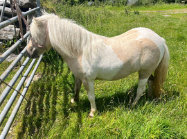 Registered 2yr old miniature Shetland filly