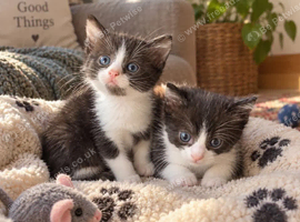 Beautiful Litter Of Black And White Kittens