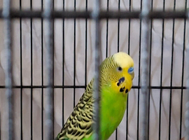 Budgies