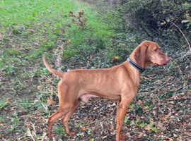 Hungarian Junior Champion Stud