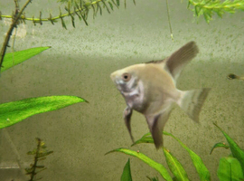 Bulgarian Seal Point Angelfish