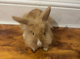2 rabbits for sale male and female