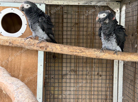 Proven breeding of Timneh greys