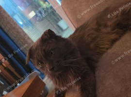 Xl maine coon