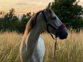 Stunning 16h Spanish gelding