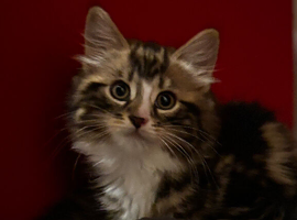 Stunning Norwegian forest kitten