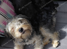 8 to 9 months yorkiepoos