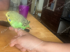 Baby budgies