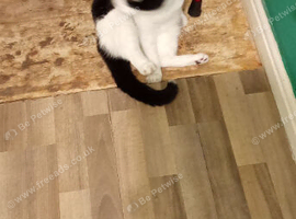 Black and white cat