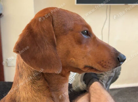 2 year old male for sale