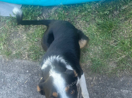Wanting to rehome due to change in circumstances