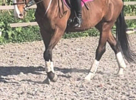 Stunning 16.3hh mare looking for a new home