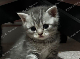 Scottish fold/BSH kittens