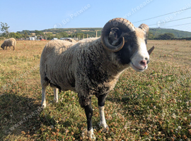 Proven Registered Shetland Ram