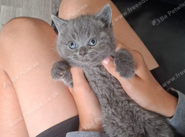 Top quality Blue British shorthairs for Sale