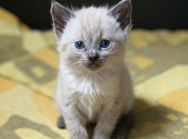 Colour Point Kittens