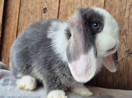 Mini lop babys ready now