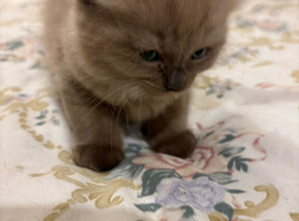 Rare Minks, Solids and traditional Ragdoll kittens