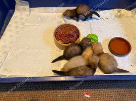 Ready now ferret kits