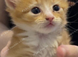 4 kittens available