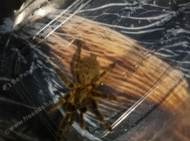 X6 obt kenya tarantula Unsexed