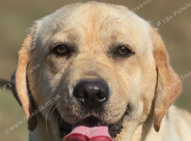 9 Month Old Female Labrador