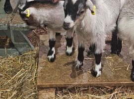 Pygmy goat kids for sale female
