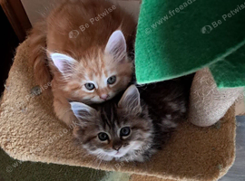Maine Coon cross Norwegian kittens