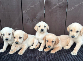 Goldador puppies 8 available
